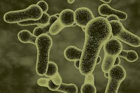 Bacillus Coagulans ingredient